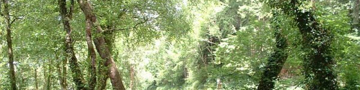 Lady Vale Bridge, Cardinham Woods, Cornwall. This ancient "clapper bridge", a simple form of stone bridge, crosses over Cardinham Water, a stream that runs through Cardinham Woods near Bodmin, Cornwall. The bridge, fenced-off for its own protection, stands on the former site of the Chapel of Our Lady.