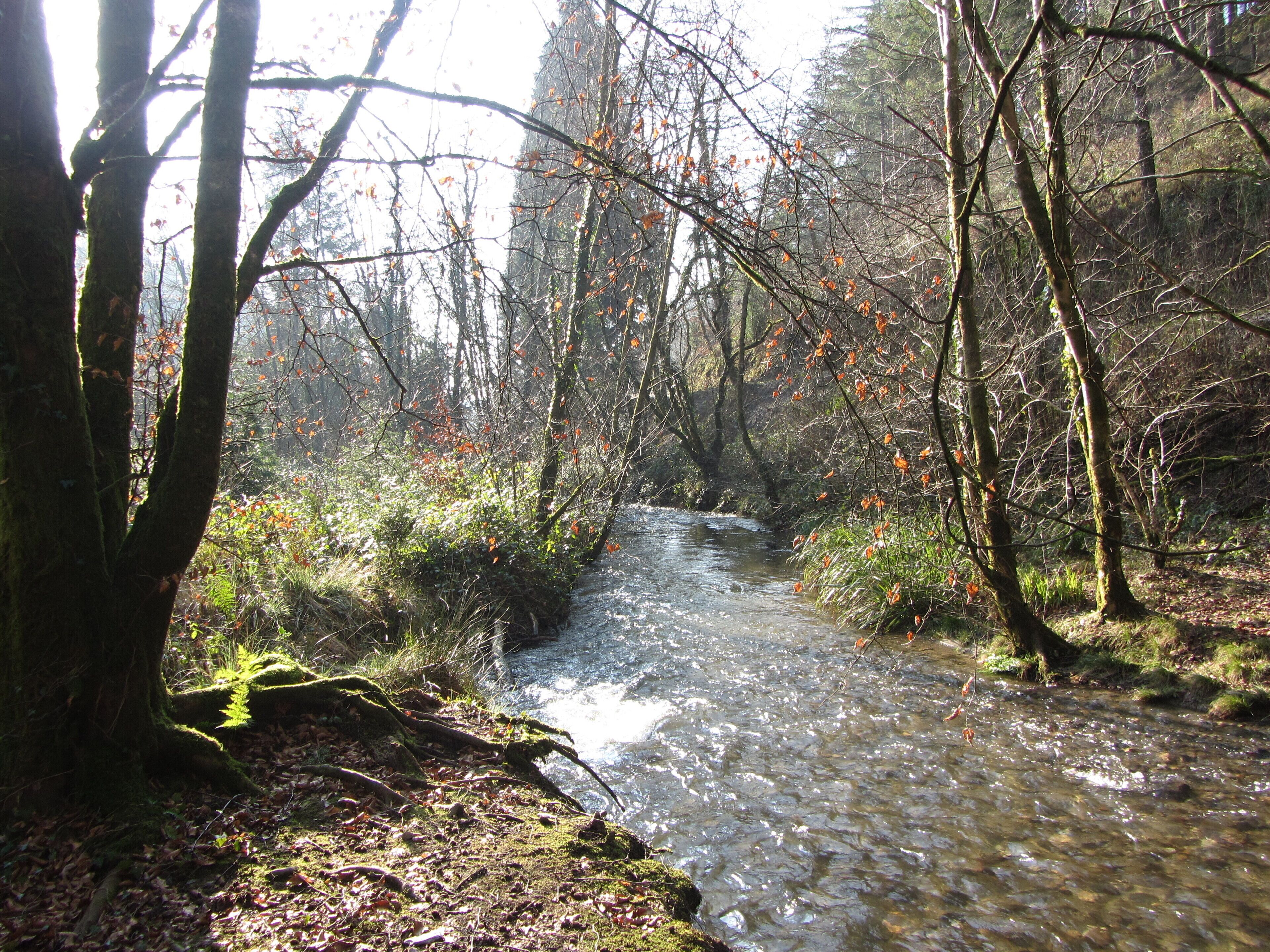 Riverside in Cardinham Woods - Feb 2012