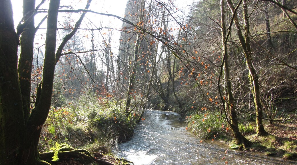 Riverside in Cardinham Woods - Feb 2012