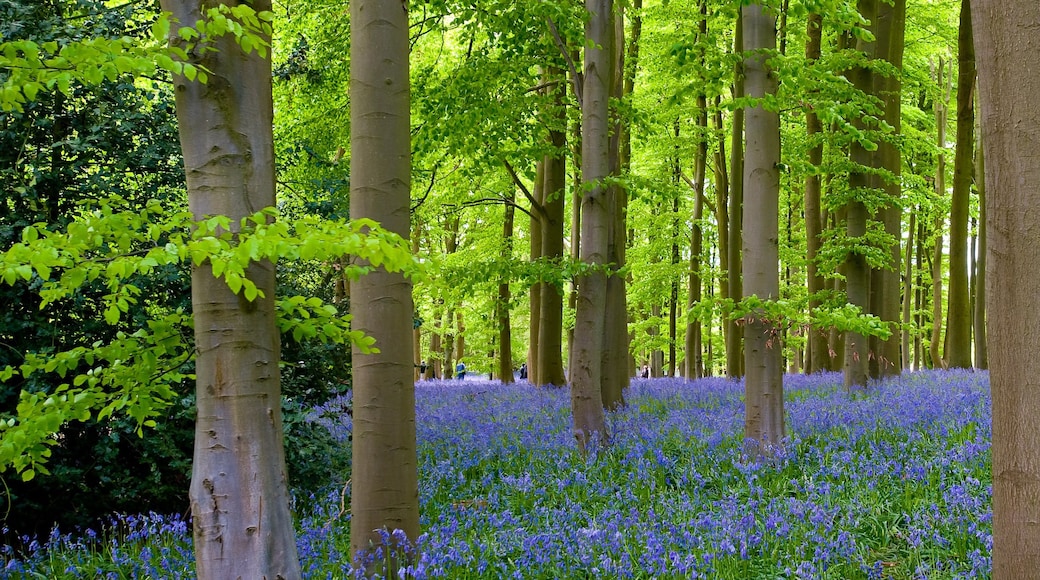 A forest with tall trees and a carpet of blue flowers.