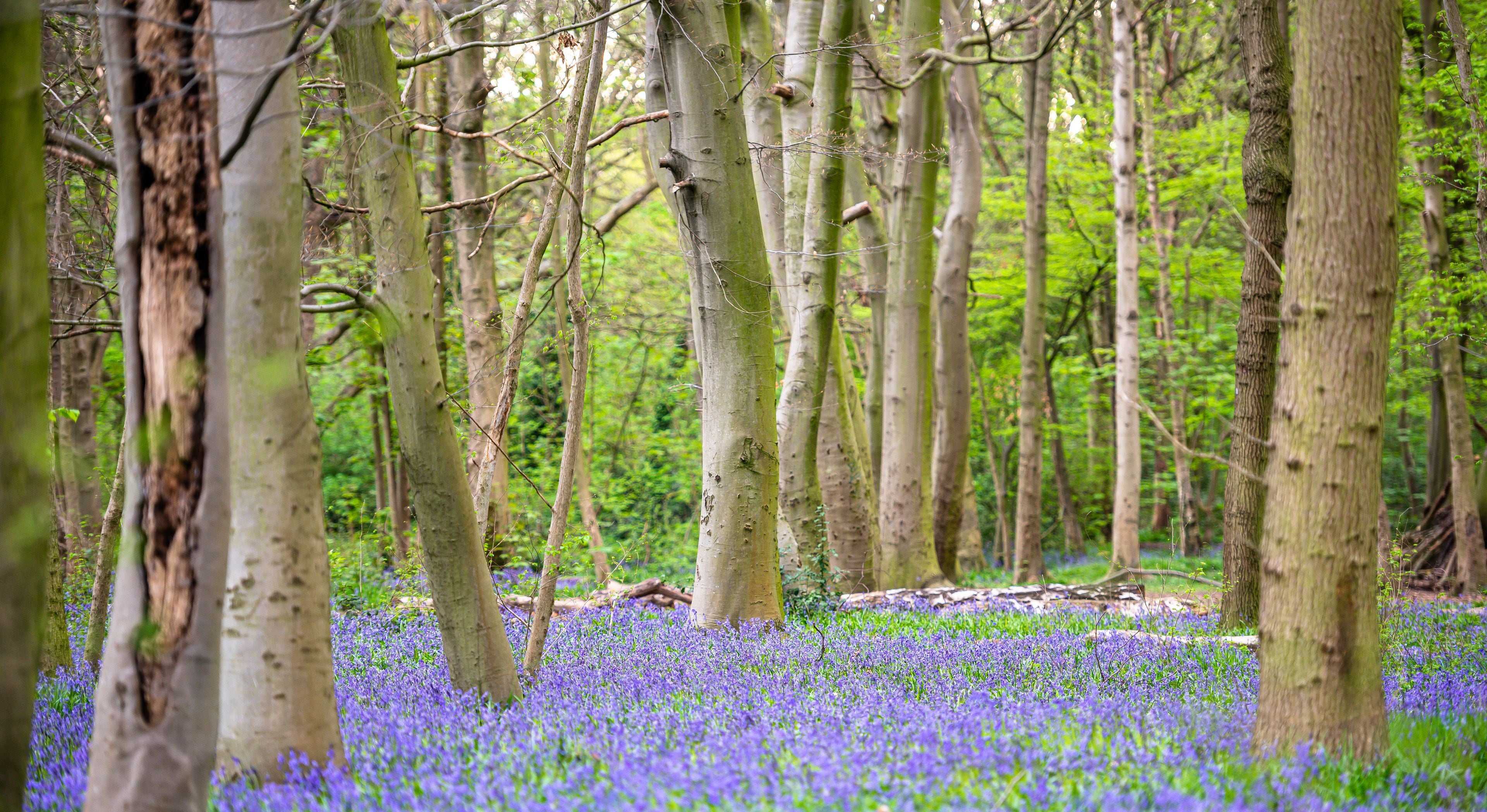 A forest with tall trees and a carpet of blue flowers.
