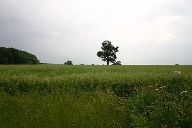 Can't See the Path! According to the map, the public right of way should go just by the tree through the crops,but I had to walk around the edge of the field to get to this point. The woodland to the left of the picture is Shallowford Gorse.