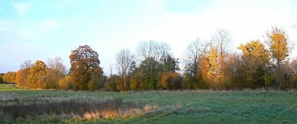 A grassy field with trees in the background.