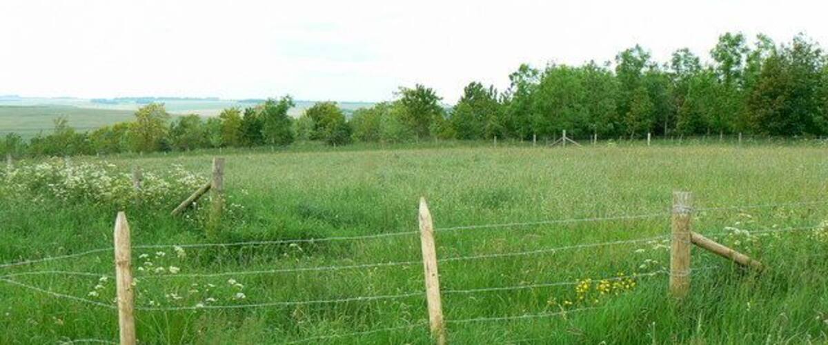 A grassy field with a wooden fence and a distant tree line.