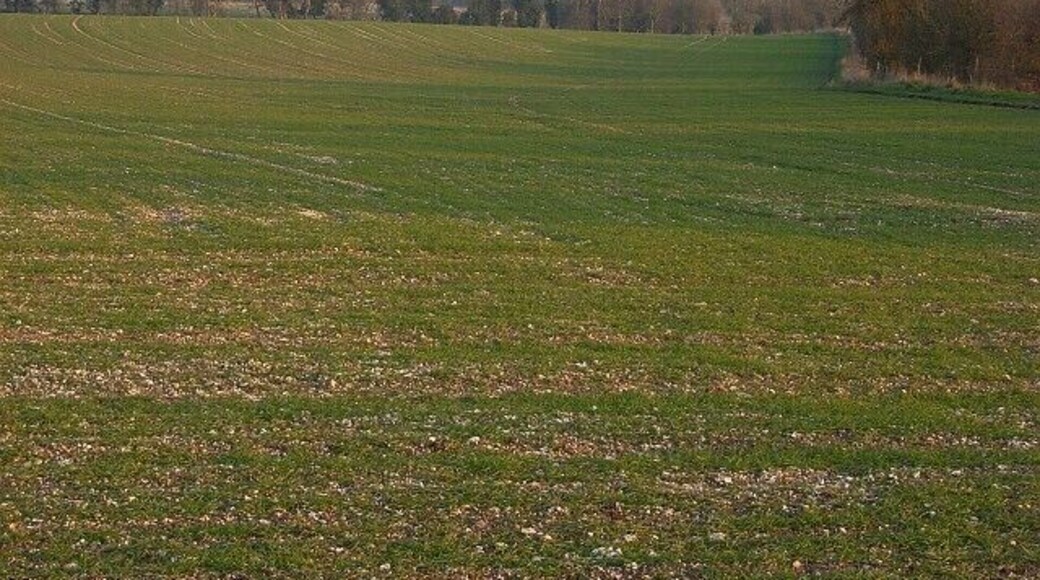 Farmland, Chitterne An arable field above the village and to the north of the Imber Range Perimeter Path.