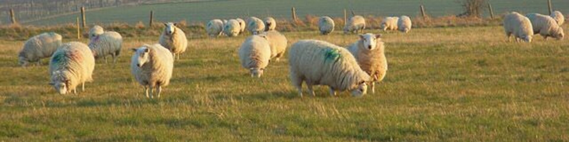 Un rebaño de ovejas pastando en un campo herboso con colinas ondulantes al fondo.
