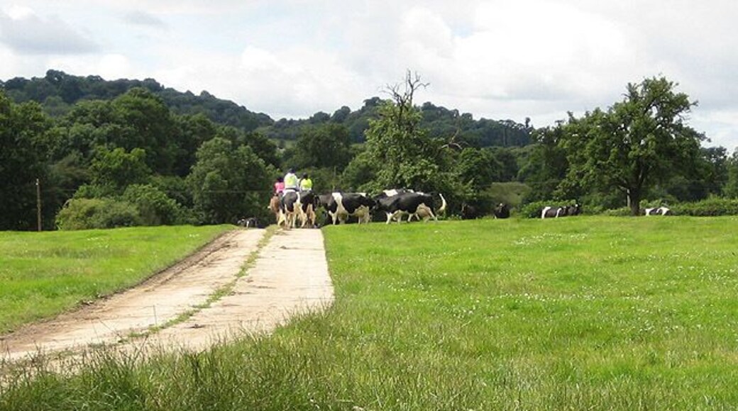 Cows approach riders Cows from nearby Home Farm check out three riders. Tinkers Hill in the background.