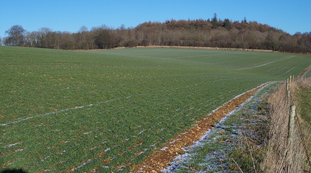 Staite's Brake Seen from the footpath at the top of the ascent from the valley, the woodland has an unusual name.