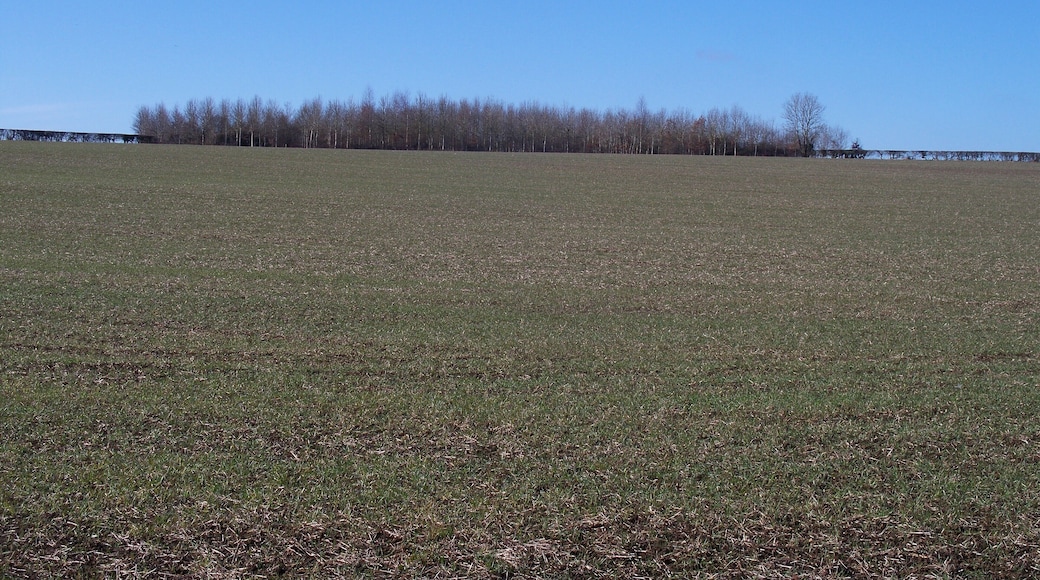 New plantation Seen from the track is this new plantation. The plantation is quite large and forms a square at the meeting point of four fields.