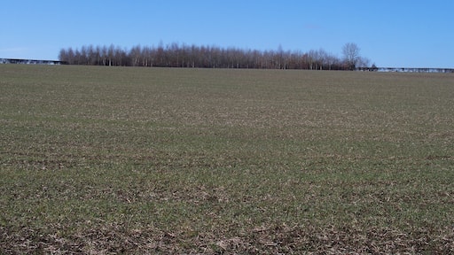 New plantation Seen from the track is this new plantation. The plantation is quite large and forms a square at the meeting point of four fields.
