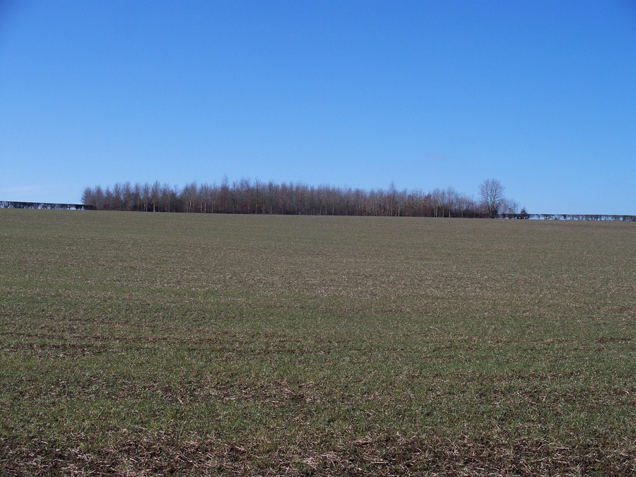 New plantation Seen from the track is this new plantation. The plantation is quite large and forms a square at the meeting point of four fields.