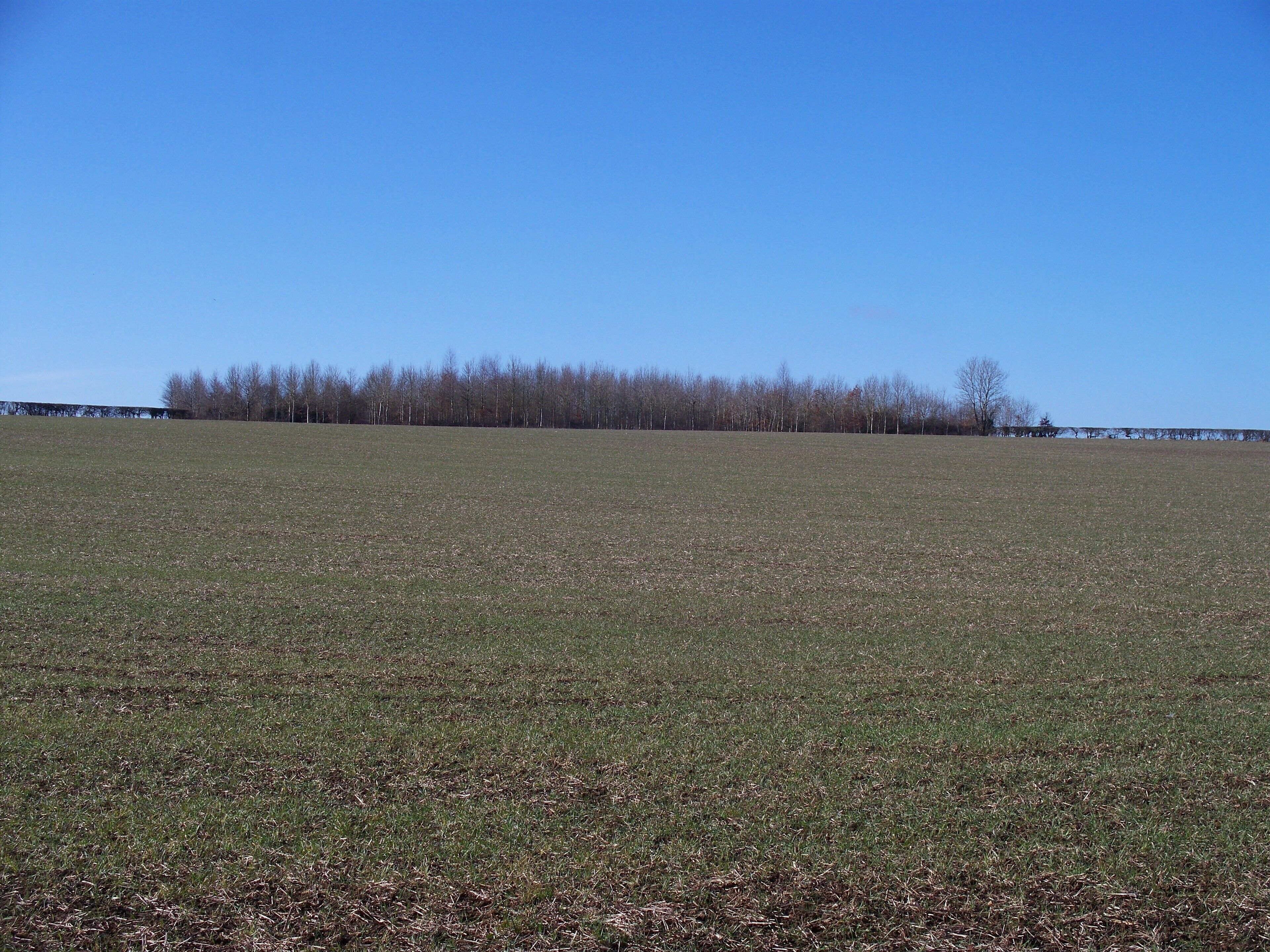 A vast open field with a line of leafless trees in the distance under a clear blue sky.