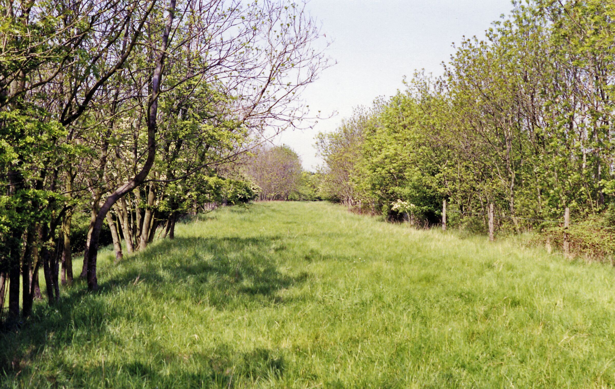 A grassy path flanked by trees with green foliage.