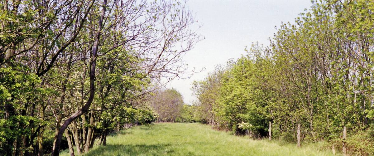 A grassy path flanked by trees with green foliage.