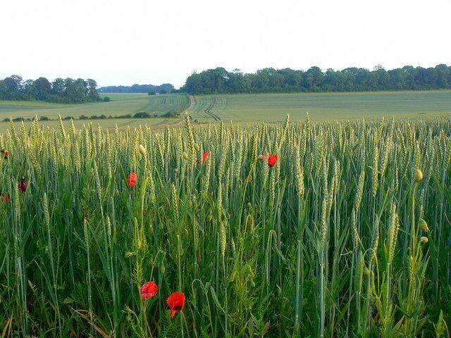 Wheat crop, near Lower End, Gloucestershire With added poppies. Looking across a dry valley to the southern limit of this square.