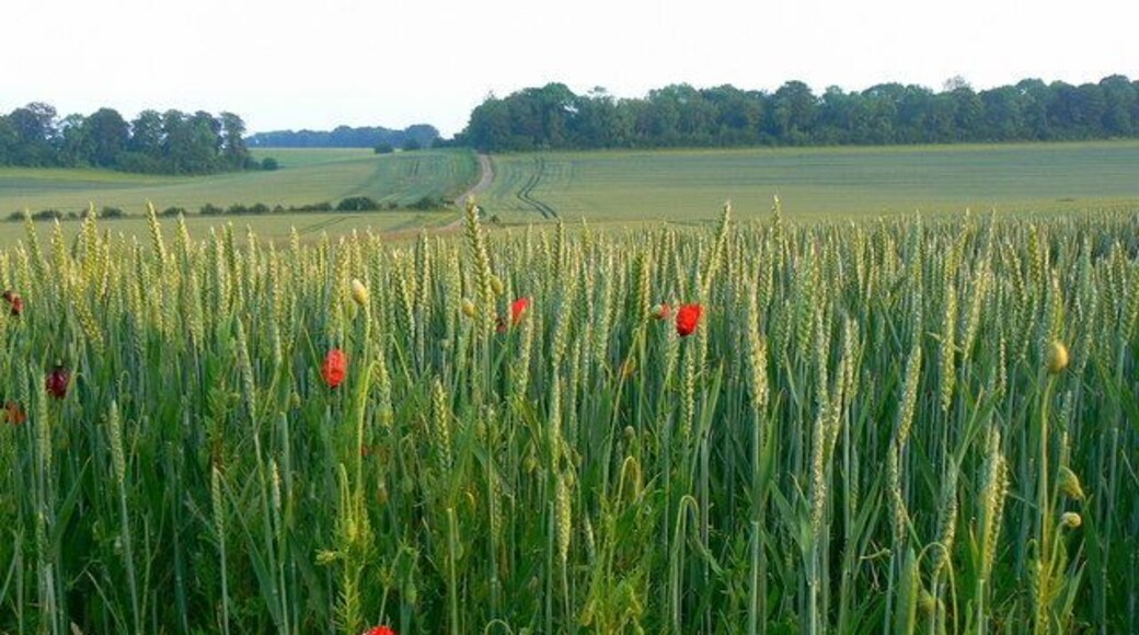 Wheat crop, near Lower End, Gloucestershire With added poppies. Looking across a dry valley to the southern limit of this square.