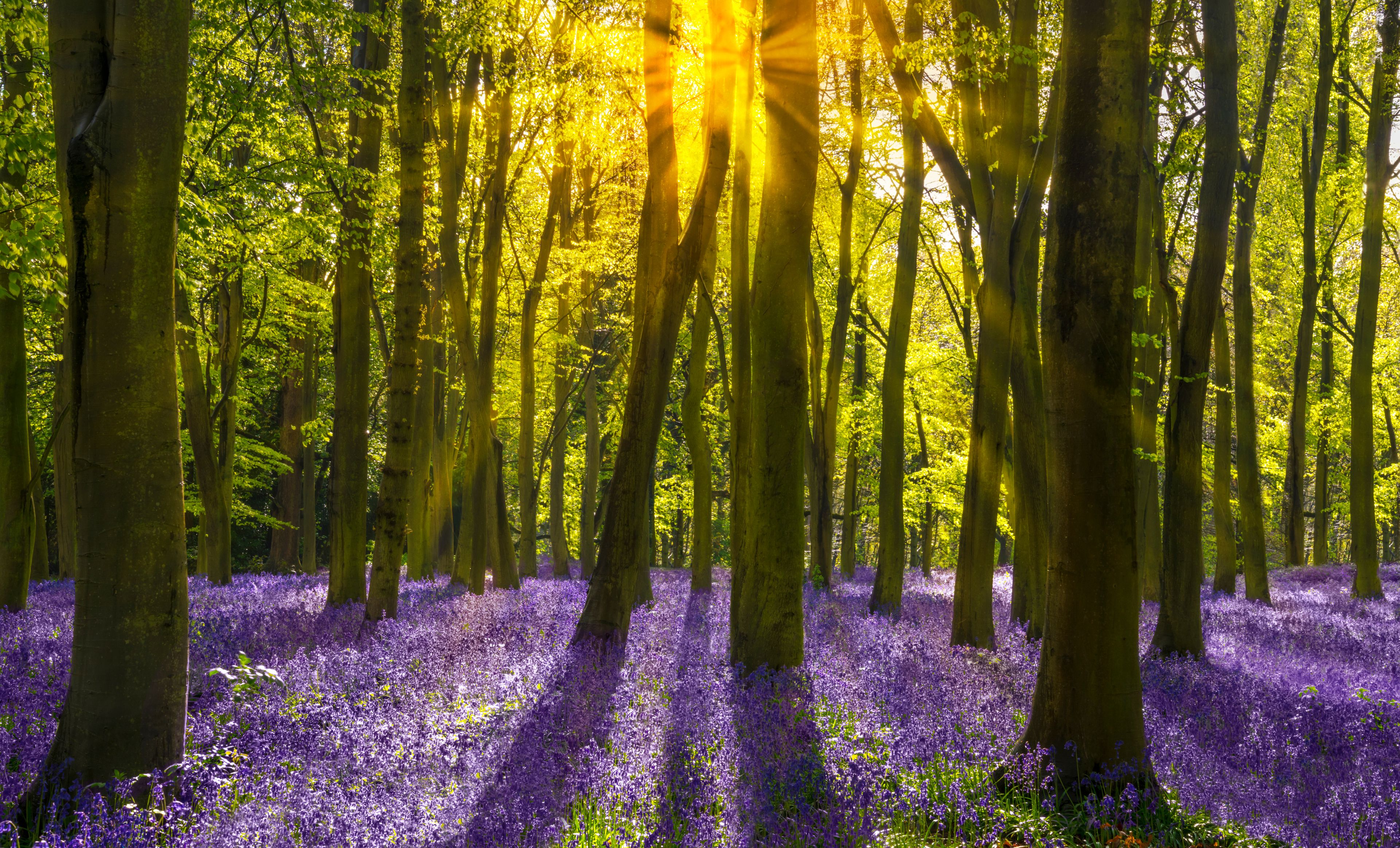 Sunshine streams through beech trees in bluebell woods of Oxford