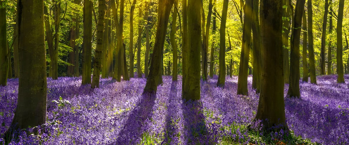Un bosque con árboles altos y el suelo cubierto de flores moradas.