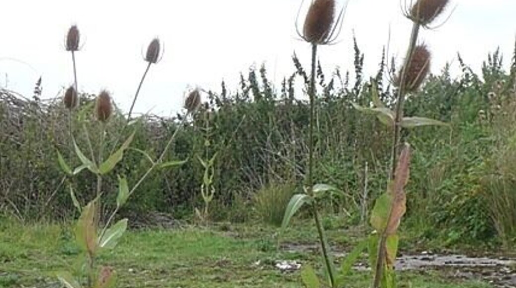 Wasteland at Grove An unused part of the former Grove airfield. Teasels are making themselves at home, growing up through the cracks in one of the former service roads.