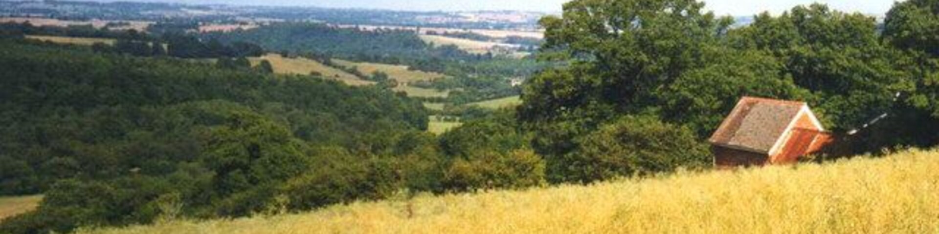 Rape field at Little Kipperknoll Cottage. View north-east across the Lugg valley from the footpath with the cottage on the right. From the same spot as 335924 but a complete contrast in late summer.