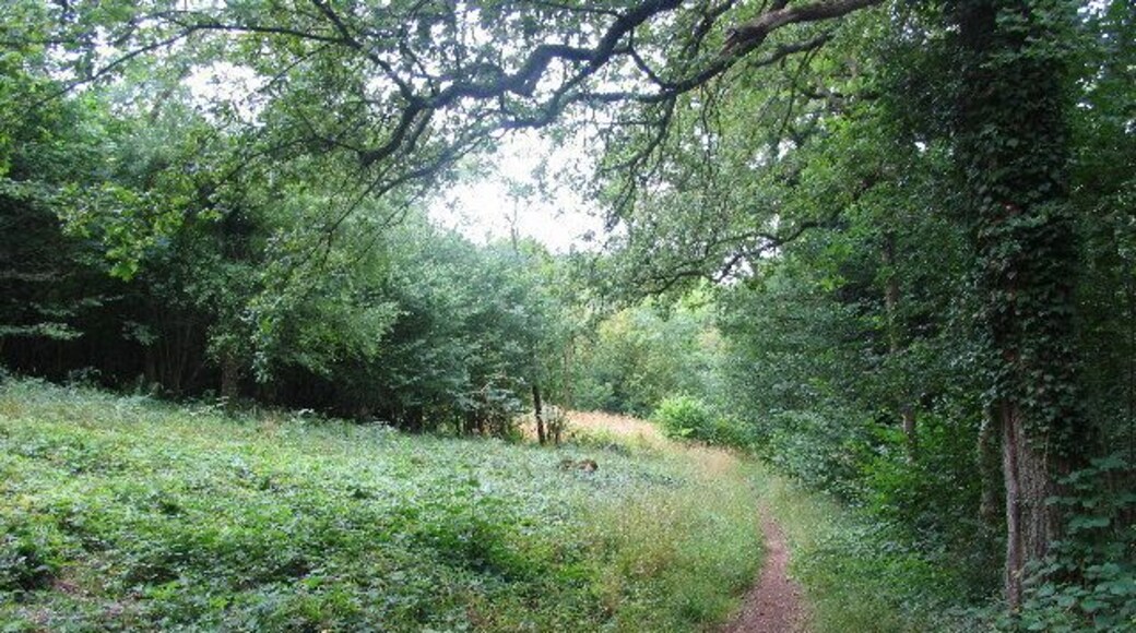 Cotswold Way, Lineover Woods. The Cotswold Way runs through the Woodland Trust's Lineover Woods on the hills south of the A40.