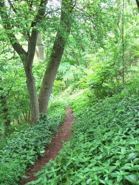 A forested path surrounded by dense green foliage.