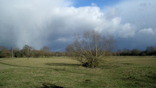 Fallen Tree In a field at the top end of Ducklington village. This picture is mainly for the effect of the snowstorm about to pile in from stage left. Footpath spotters will find two in this shot.