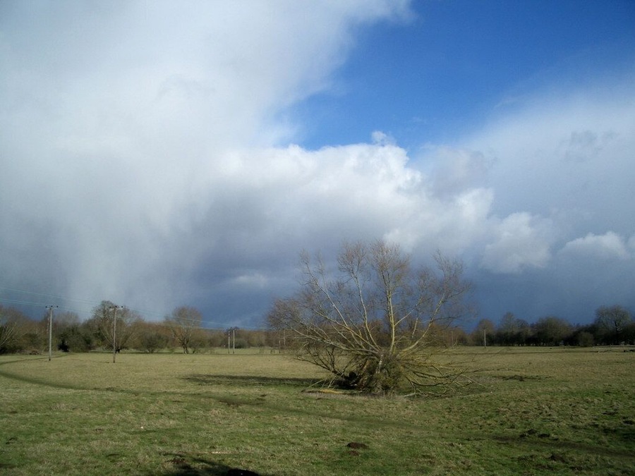 Fallen Tree In a field at the top end of Ducklington village. This picture is mainly for the effect of the snowstorm about to pile in from stage left. Footpath spotters will find two in this shot.