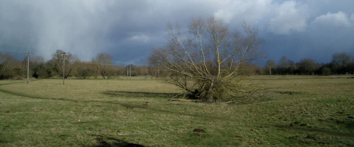 A grassy field with a leafless tree and a cloudy sky.