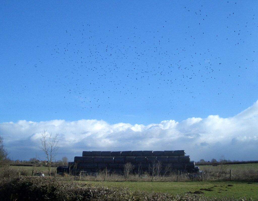 Black Stuff What's the word for a load of crows ? a murder? a parliament? something bizarre like that. And the experts will tell me they're probably Rooks anyway. Whatever. There's a tidy few of them around these bales of stuff just by the entrance to Coursehill Farm.