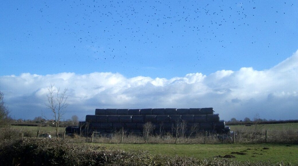 Black Stuff What's the word for a load of crows ? a murder? a parliament? something bizarre like that. And the experts will tell me they're probably Rooks anyway. Whatever. There's a tidy few of them around these bales of stuff just by the entrance to Coursehill Farm.