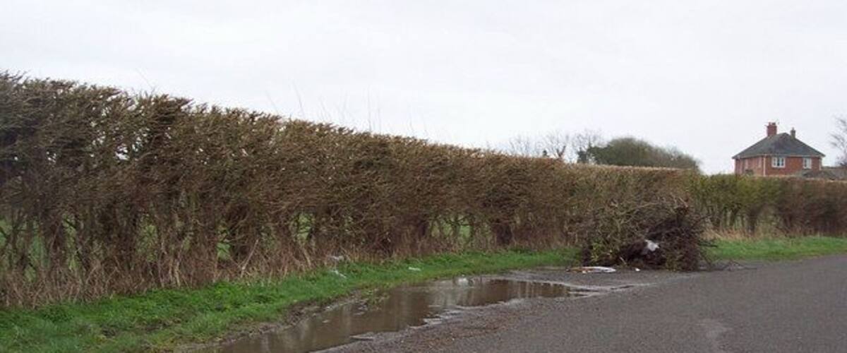 A rural road with a puddle, hedgerows, and a house in the background.