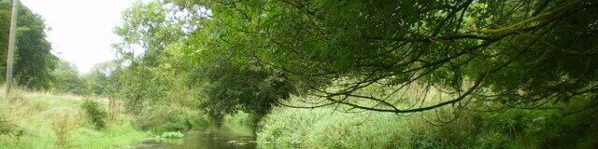 Meadows beside the Meese at Caynton. A slightly later-summer picture than 423524