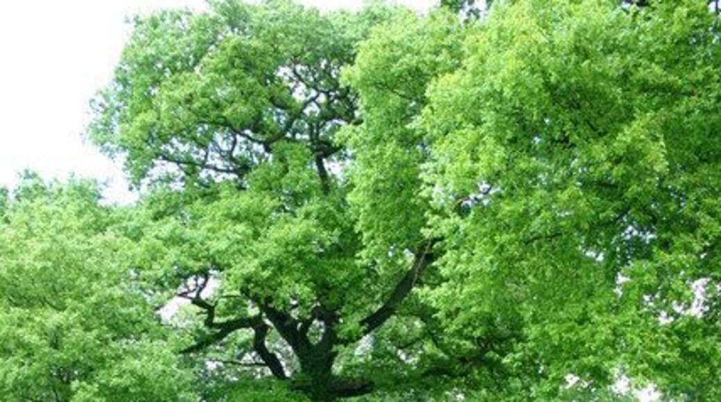 Leaving the Park The exit/entrance to Ellenhall Park - the lane leads to the village of Ellenhall.