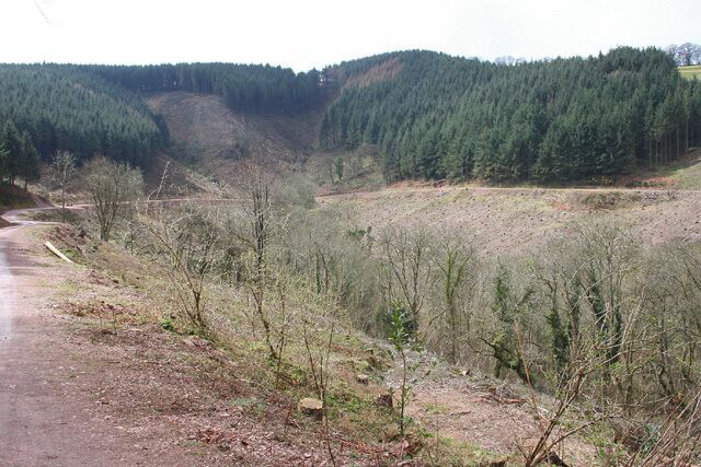 Elworthy: Elworthy Combe Forestry dominates the landscape. Looking south west