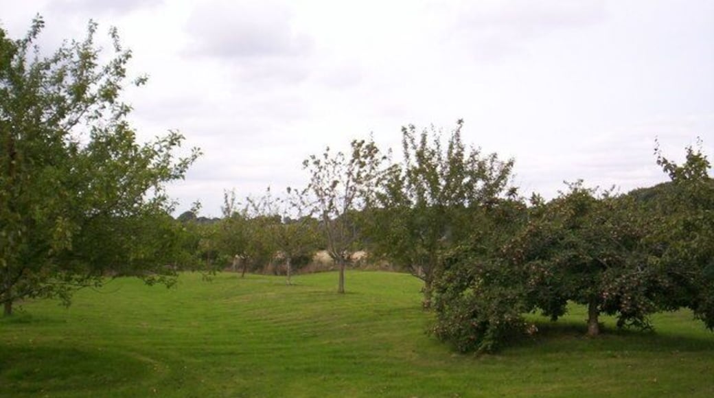Ridge and furrow orchard, Gloucestershire, UK. An orchard in the Cotswolds on what appears to be on ancient ridge and furrow land.