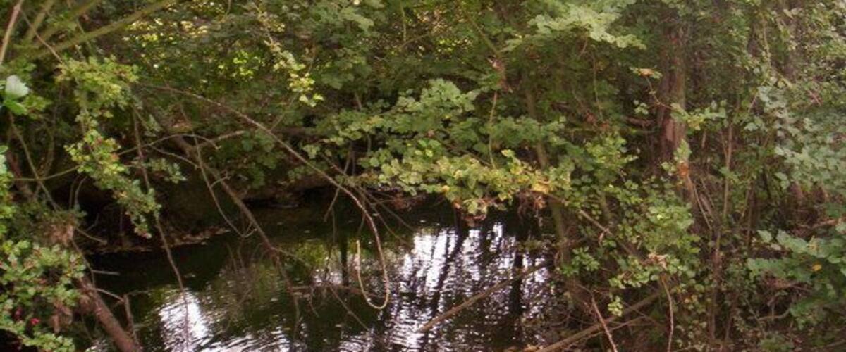 A calm river surrounded by dense foliage.