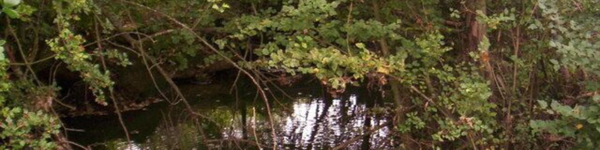A calm river surrounded by dense foliage.