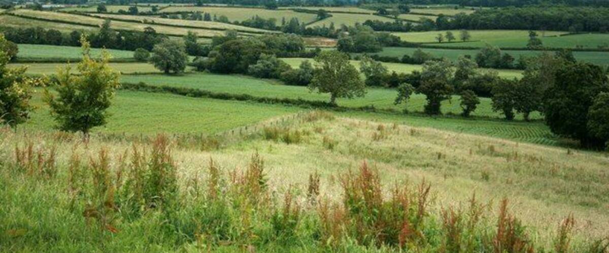 Rolling hills, fields, and scattered trees.