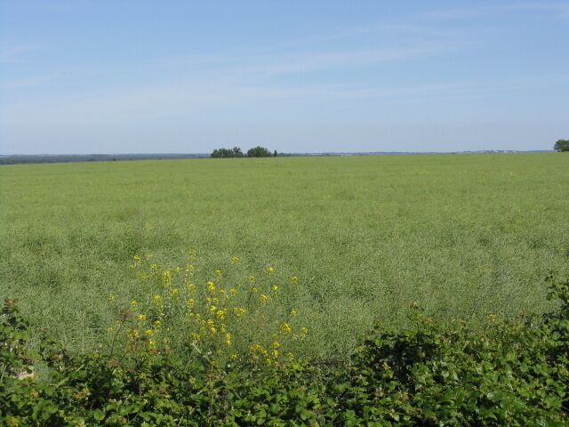 Big Field At Lutton Lane Junction