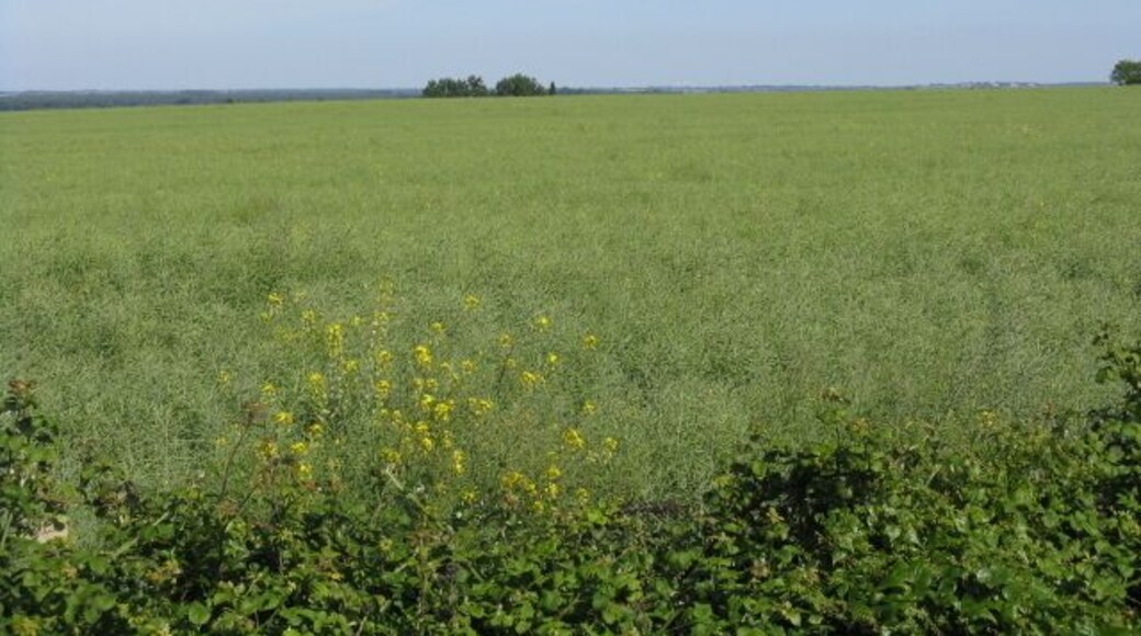 Big Field At Lutton Lane Junction