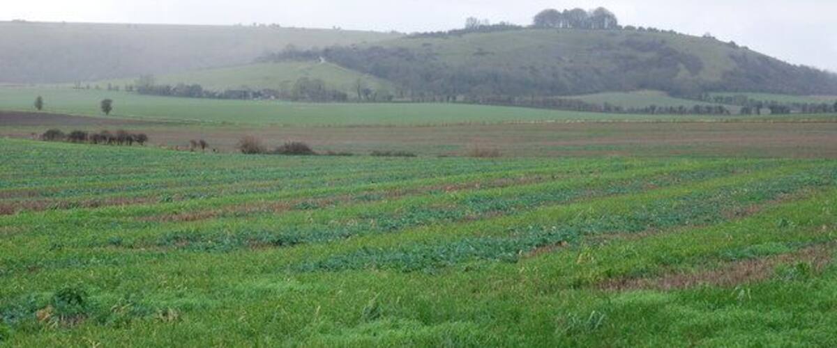 A vast open field with rows of crops, a distant hill with trees, and a cloudy sky.
