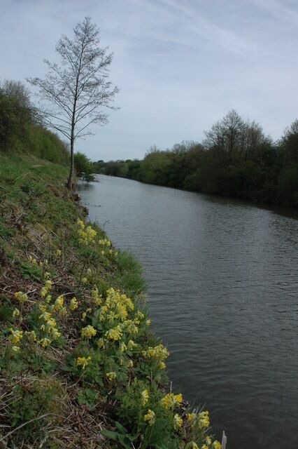 Gloucester and Sharpness Canal Cowslips on the bank of the Gloucester and Sharpness Canal near Sellars Bridge.