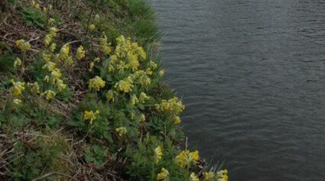 Gloucester and Sharpness Canal Cowslips on the bank of the Gloucester and Sharpness Canal near Sellars Bridge.