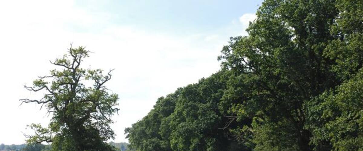 A grassy field with a large tree and dense forest in the background.