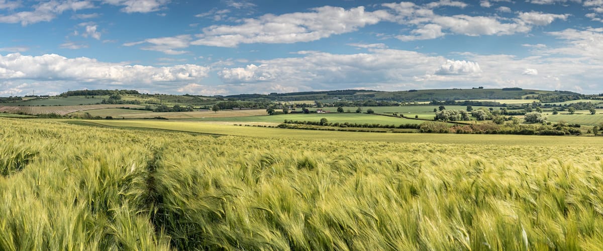 Barley on the Downs Panorama