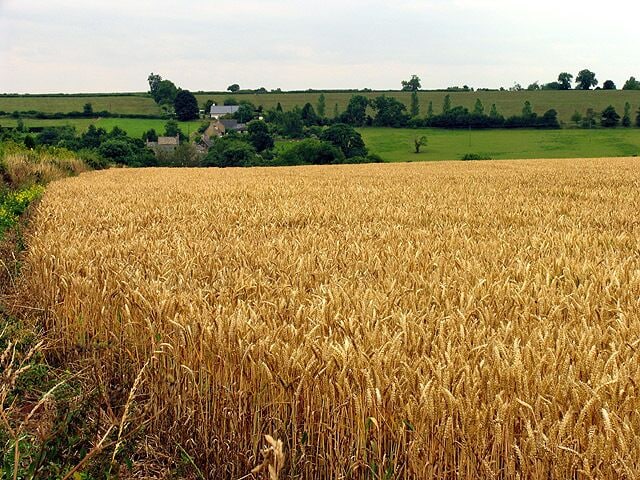 Wheat field near Lidstone, Oxfordshire, east of the junction between the minor road and the A44