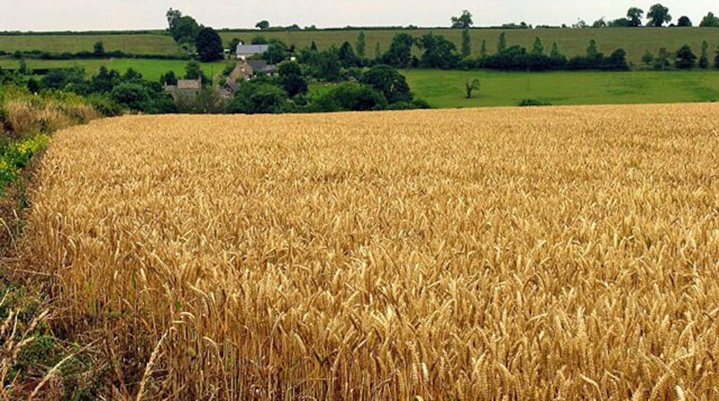 Wheat field near Lidstone, Oxfordshire, east of the junction between the minor road and the A44