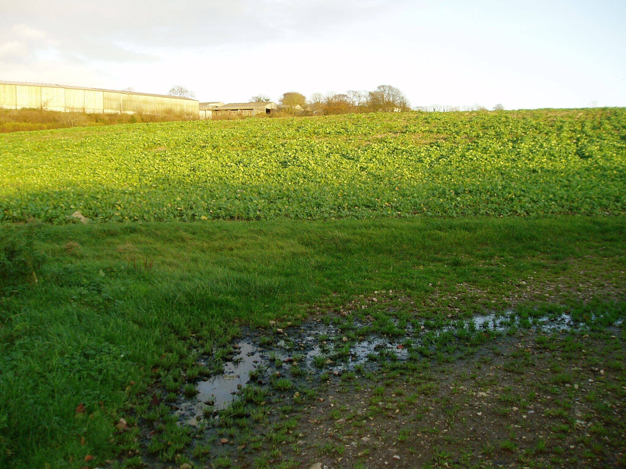 Field of Brassicas Buildings at Snowdon Hill Farm can be seen in the distance.