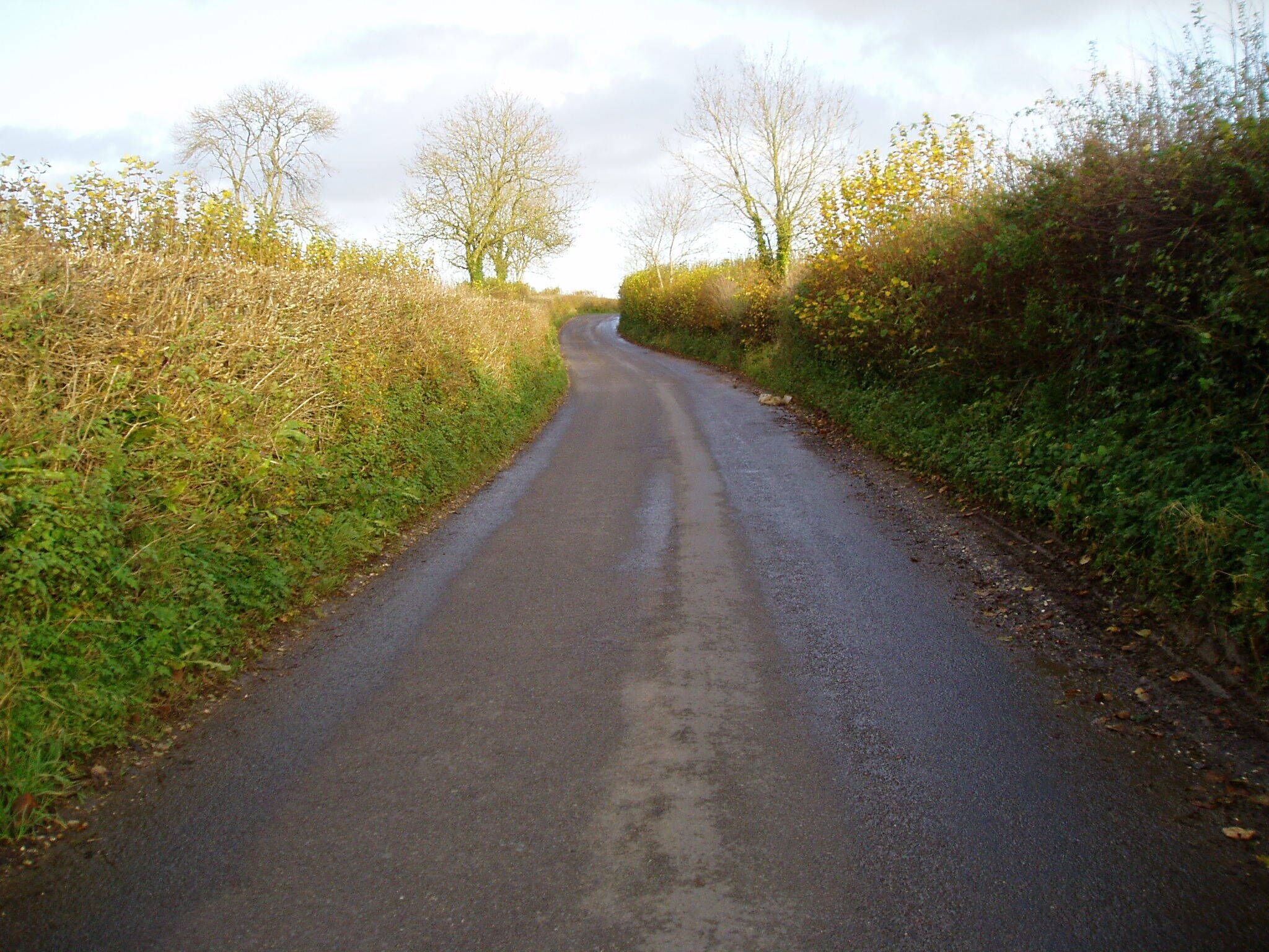 A narrow rural road flanked by dense vegetation and leafless trees.